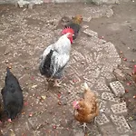 منزل ريفي сириус سينيموريتس