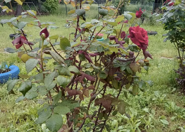 Country house сириус