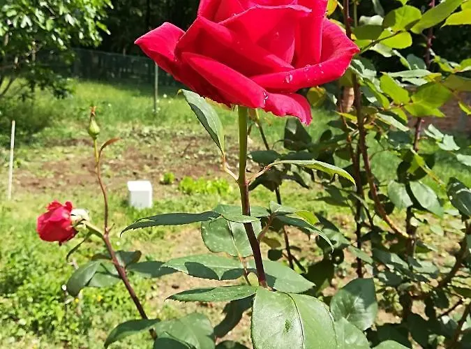 сириус Sinemoretz